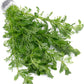 Live Aquarium Stem Plants - Freshwater Aquatic Plant for Fish Tanks, Aquascaping - (Limnophila Heterophylla, 1 Bunch)