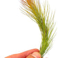 Air Plants - Tillandsia Funckiana Hybrid, Large 5-7" - 1ct - Live Arrival Guaranteed - House Plants for Home Decor & Gift