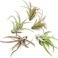 Air Plants - Tillandsia Capitata (Peach), Large 5-7” - 5 ct - Live Arrival Guaranteed - House Plants for Home Decor & Gift