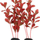 2-Pack 12 Inch Aquarium Silk Aquarium Plants, Artificial Plastic Plant for Small Tank, Goldfish, Fish Hides (Red, 12 Inch)