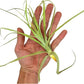 Air Plants - Tillandsia Straminea Jumbo 6-9" - 1ct - Live Arrival Guaranteed - House Plants for Home Decor & Gift