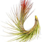 Air Plants - Tillandsia Funckiana Hybrid, Large 5-7" - 5ct - Live Arrival Guaranteed - House Plants for Home Decor & Gift