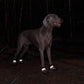 Dog Shoes for Large Dogs, Medium Dog Boots & Paw Protectors for Winter Snowy Day, Summer Hot Pavement,Waterproof in Rainy Weather,Outdoor Walking,Indoor Hardfloors Anti Slip Sole(Red, 3# (XS))