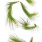Air Plants - Tillandsia Funckiana Hybrid, Large 5-7" - 5ct - Live Arrival Guaranteed - House Plants for Home Decor & Gift