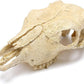 Aquarium Skull Décor Fish Hideout Cave Decorations Betta Tarantula Reptile Snake for Terrarium Ornament Dinosaur Animal Large Bones Halloween