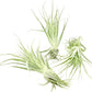 Live Air Plant - Tillandsia Gardneri 5-7” - 3ct - ragnaroc Rare Collectors Indoor Tropical Plant - Live Arrival Guaranteed - House Plants for Home Decor & Gift