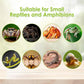 Reptile Terrarium Enclosure 8"x6"x4" Acrylic Tarantula Breeding Box Magnetic Hermit Crab Habitat Tank Transparent Jumping Spider Cage for Lizard Scorpion Sling Isopods Invertebrates Insect