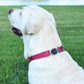 Dogline Biothane Waterproof Dog Collar with Herm Sprenger Stainless Steel Quick Release Buckle – Heavy Duty Tactical Durable Collar for Dogs – Comfortable and Safe Pet Collar, W 3/4" L 12-19", Magenta
