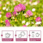 TEARELAE - Red Clover Tea Bags, 40 Count - Premium Natural Red Clover Herb - Caffeine-free Herbal Tea - Non-GMO - Support Skin Health