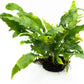 Java Fern Live Aquarium Plants – Windelov, Narrow Leaf & More– Easy Aquascaping Plants for Freshwater Tanks, Low Light, No CO₂ (Java Fern Lionfish on Nutripad)