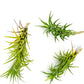 Live Air Plants – Tillandsia Araujei, Large 5” – 3ct – Live Arrival Guaranteed – House Plants for Home Décor & Gift