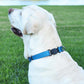 Dogline Biothane Waterproof Dog Collar with Herm Sprenger Stainless Steel Quick Release Buckle – Heavy Duty Tactical Durable Collar for Dogs – Comfortable and Safe Pet Collar, W 3/4" L 12-19", Blue