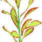 ALEGI Silk Aquarium Plants, 16 Inch Artificial Silk Plants Decorations for Fish Tank,Aquarium Décor Plastic Plants (Light Green with Red, 2 Pack)