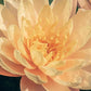 Live Hardy Water Lily Tubers Rhizomes Bulb Seed Nymphaea Aquatic Pond Plants Water Gardens Pre-Grown Flower in White Pink Red Yellow Orange Blue Purple (1, Peach Hardy Pond Lily)