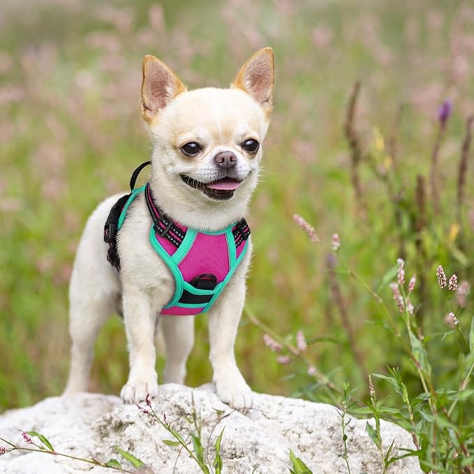 rabbitgoo Dog Harness No Pull with 2 Leash Clips, Adjustable Soft Padded, Reflective Oxford No Choke Pet Vest with Easy Control Handle for Large Dogs, Hot Pink & Turquoise, XS