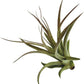 Air Plants - Tillandsia Brachycaulos Multiflora, Jumbo 5-7" - 1 ct - Live Arrival Guaranteed - House Plants for Home Decor & Gift