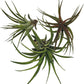 Air Plants - Tillandsia Brachycaulos Abdita, Large 4-6" - 3 ct - Live Arrival Guaranteed - House Plants for Home Decor & Gift