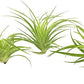 Live Air Plants - Tillandsia Geminiflora 1-3" - 3ct – ragnaroc Live Indoor Plant - Live Arrival Guaranteed - House Plants for Home Decor & Gift