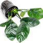 Anubias Live Aquarium Plants - Potted Freshwater Plant for Fish Tanks, Terrariums - Beginner Friendly Low Light (Barteri Butterfly, 1 Pot)