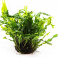 Java Fern Live Aquarium Plants – Windelov, Narrow Leaf & More– Easy Aquascaping Plants for Freshwater Tanks, Low Light, No CO₂ (Java Fern Windelov on Nutripad)