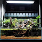 Anubias Live Aquarium Plants - Potted Freshwater Plant for Fish Tanks, Terrariums - Beginner Friendly Low Light (Congensis, 1 Pot)