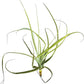 Air Plants - Tillandsia Straminea Jumbo 6-9" - 1ct - Live Arrival Guaranteed - House Plants for Home Decor & Gift