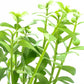 Live Aquarium Stem Plants - Freshwater Aquatic Plant for Fish Tanks, Aquascaping - (Moneywort Bacopa Monnieri, 1 Bunch)