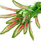 Silk Aquarium Plants for Betta Fish Tank, 2 Pcs 8 Inch Small Silk Aquarium Plant Aquatic Water Grass Decoration (Green-Wine, 8 Inch)