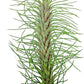 Air Plants - Colombian Tillandsia Funckiana, Large 5" - 2ct - Live Arrival Guaranteed - House Plants for Home Decor & Gift
