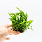 Java Fern Live Aquarium Plants – Windelov, Narrow Leaf & More– Easy Aquascaping Plants for Freshwater Tanks, Low Light, No CO₂ (Java Fern 'Microsorum Nymph' on Nutripad)