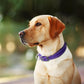 Fida Heavy Duty Dog Collar, Ultra Comfortable Soft Neoprene Padded, Adjustable Reflective Nylon Pet Collar with Durable Metal Belt Buckle for Large Breeds (L, Purple)