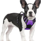rabbitgoo Dog Harness No Pull with 2 Leash Clips, Adjustable Soft Padded, Reflective Oxford No Choke Pet Vest with Easy Control Handle for Small Dogs, Purple, S