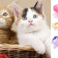 16 PCS Cute Cat Collars Breakaway with Bell for Boy Cats and Girl Cats Gifts (#2-Multicolor Lace)