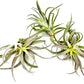 Air Plants - Tillandsia Cacticola, Jumbo 6-9" - 3ct - Live Arrival Guaranteed - House Plants for Home Decor & Gift