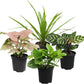 Essential Houseplant Collection (4PK) Live Plants Indoor Plants Live Houseplants in Plant Pots, Easy House Plants Indoors Live, Snake Plant, Pothos in Potting Soil, Clean Air Plants by Plants for Pets