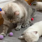 15-Pack Cat Toy Variety for Indoor Cats, Jumping for Joy (1.5'' - 3.7'', Cat Toys Mega Set)