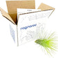Air Plants - Tillandsia Andreana, Large 4-6" - 1ct - Live Arrival Gauranteed - House Plants for Home Decor & Gift