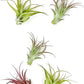 Air Plants - Tillandsia Brachycaulos Multiflora, Jumbo 5-7" - 5 ct - Live Arrival Guaranteed - House Plants for Home Decor & Gift