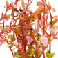 Live Aquarium Red Stem Plants - Freshwater Aquatic Plant for Fish Tanks, Aquascaping - (Rotala Rotundifolia, 1 Bunch)