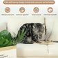 Tocirelo Silvervine Sticks Cat Toys - 6Pack Natural Cat Chew Toy Teeth Cleaning, Matatabi Dental Care Kitten Treat, Catnip Cat Teething Toys, Catmint Silver Vine Sticks for Bored Indoor Kitty