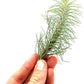 Air Plants - Colombian Tillandsia Funckiana, Large 5" - 3ct - Live Arrival Guaranteed - House Plants for Home Decor & Gift