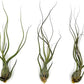 Live Air Plants - Tillandsia Butzii, Jumbo 7-9" - 3ct - Live Arrival Guaranteed - House Plants for Home Decor & Gift