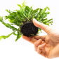 Java Fern Live Aquarium Plants – Windelov, Narrow Leaf & More– Easy Aquascaping Plants for Freshwater Tanks, Low Light, No CO₂ (Java Fern Windelov on Nutripad)