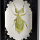 Tarantula or Leaf Insect in Gothic Shadow Box Frame | Mexican Gothic Taxidermy | Witch & Halloween Décor for Bedroom | Goth Home Décor (Leaf Insect)