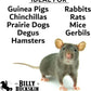 Chew Toys for Chinchilla, Lava Block Toys for Small Pet Animals like Rat, Mice, Bunny, Hamster, Degus, Gerbils, Pumice Blocks, Guinea Pig Toy, Rabbit Chew Toy by Billy Buckskin - Pack of 8