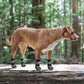 KOOLTAIL Dog Socks for Hot/Cold Pavement to Prevent Licking Paws Scratching,Anti Slip Pet Boots&Paw Protector for Hardwood Floors,Traction Control Grip Booties for Small Medium Large Senior Dogs M