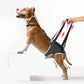 Dog Lift Harness for Extra Large Dogs – Hind Leg Support with Chest Stabilizer Straps, Adjustable Elastic and Buckles, Helps with Hip Dysplasia, Joint Pain, and Mobility, Easy to Wear, XL