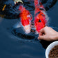 | Premium Floating Fish Food | Pond and Lake | Pellets | 2 Pounds