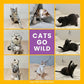 Cat Wand 38" - Retractable Cat String Toy with Spider Teaser and Refill, Perfect Interactive Toy for Indoor Cats and Kittens