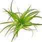 Live Air Plants - Tillandsia Geminiflora 1-3" - 2ct – ragnaroc Live Indoor Plant - Live Arrival Guaranteed - House Plants for Home Decor & Gift